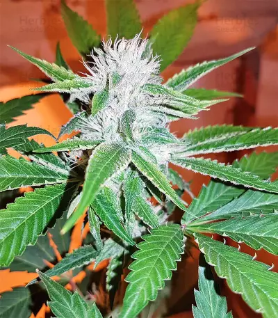 Josh D OG Seeds