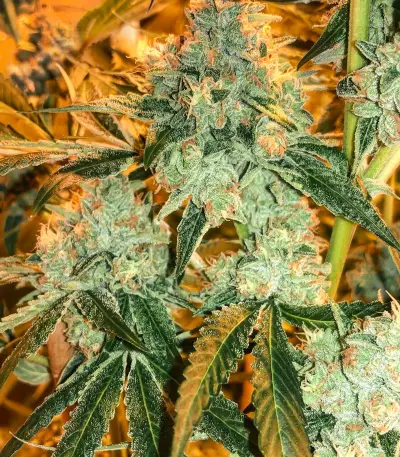 Josh D OG Seeds
