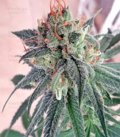 Graines de cannabis Kali China Breeders Pack (Ace Seeds)