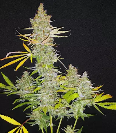 Matanuska Tundra aka Alaskan Thunderfuck Seeds