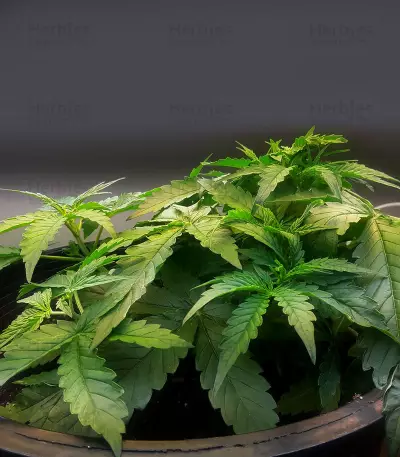 Michoacan Cream Seeds