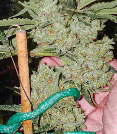 Semi femminizzati Moonshine's Ghost Train Haze