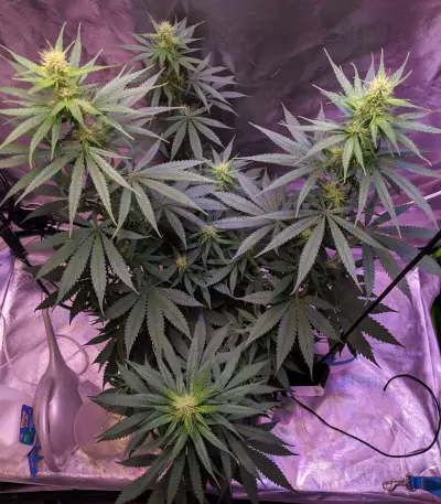 Outdoor Hurricane Seeds