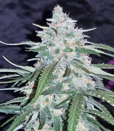 Semi femminizzati di Pineapple