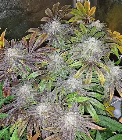 Semi femminizzati di Pineapple