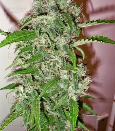 Power Skunk (Flying Dutchmen)