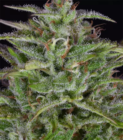 Sherbert Dab (Big Head Seeds)