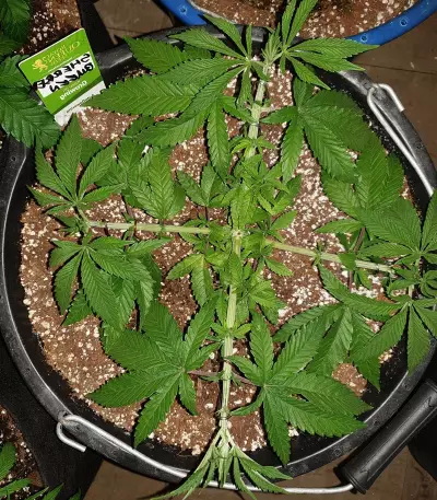 Sherbet Queen cannabis strain