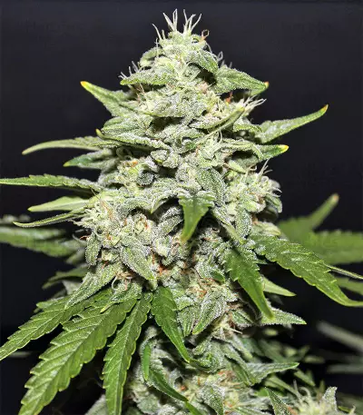 Sour Crack Auto Seeds