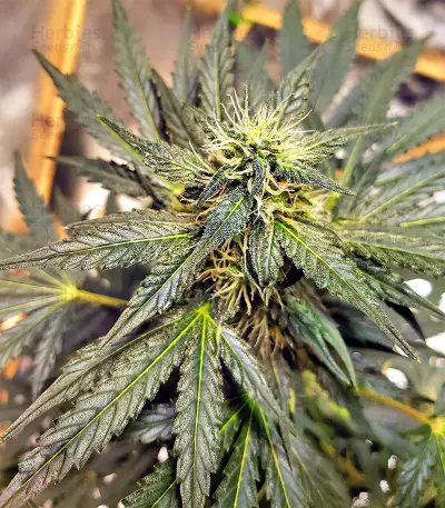 Sticky Fingers Autoflower (Seedstockers)
