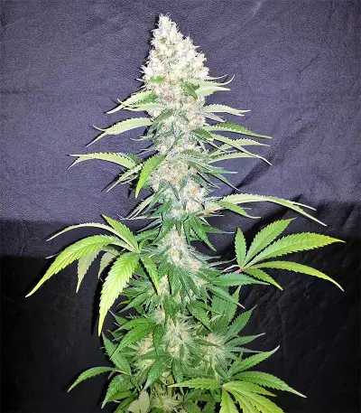 Sugarloaf (CannaBioGen)