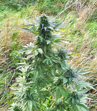Super Skunk Autoflower (Seedstockers)