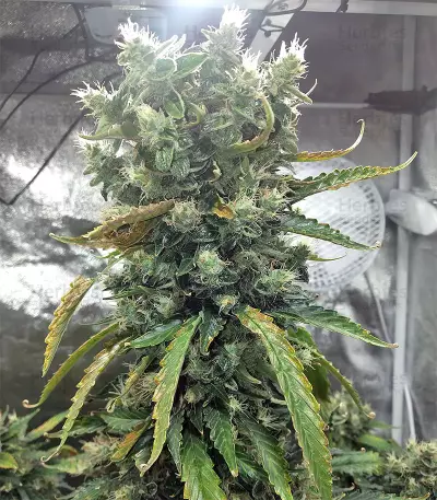 Super Skunk Seeds (Seedstockers)