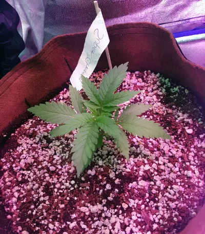 Supercheese Express Auto Seeds