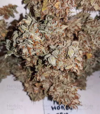 Sweet Mango Auto (GHS)