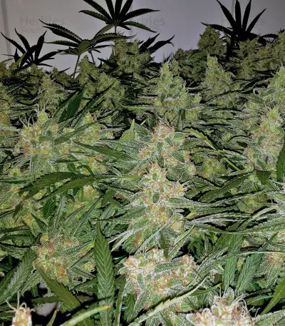 Tangilope Seeds