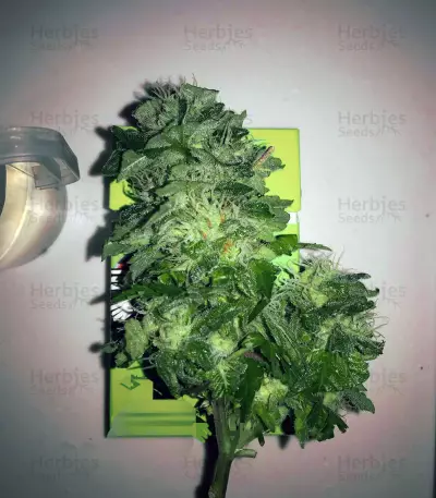 Semi femminizzati di White Widow (Big Head Seeds)