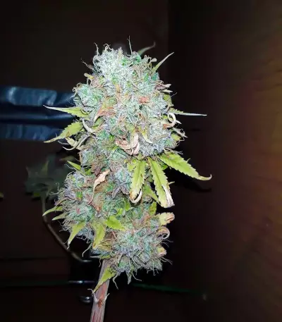 Z Glue feminized seeds (Flavour Chasers)