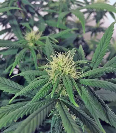Graines de cannabis A.M.S. (GHS)