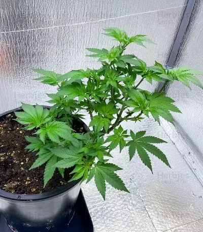 Bay Burger Seeds (Delicious Seeds)