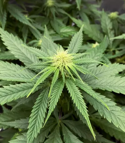 Black Domina (Herbies Seeds)