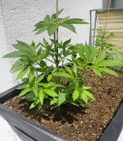 Cherry Moon Pie (Big Buddha Seeds)