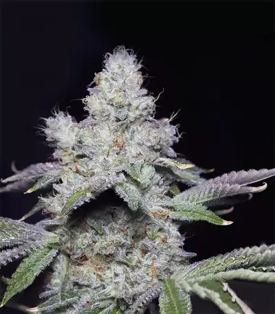 Cookies & Cream Cheese Seeds
