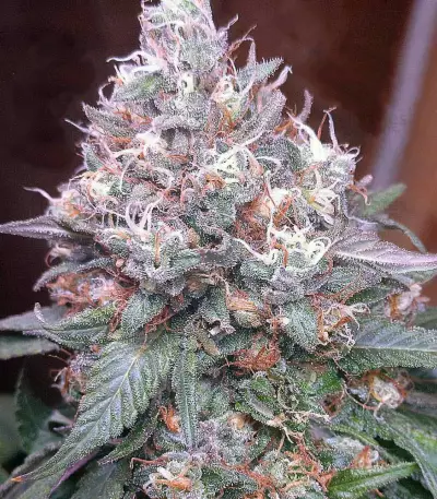 Gorilla SFV OG (Expert Seeds) feminized seeds