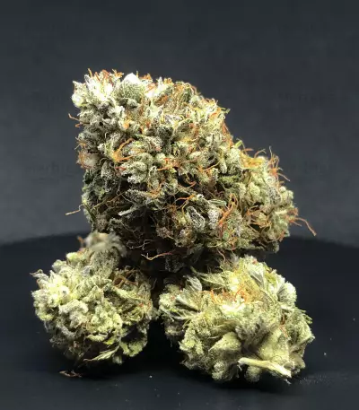 Semillas Feminizadas Gelato 41 x Gelato 41 Auto (Green House Seeds)