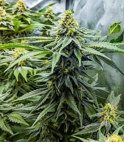 Hero Cookies Seeds (AlphaFem Seeds)