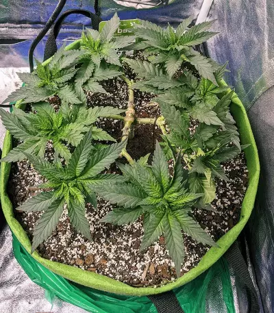 Jack’s Dream feminized seeds (Green House Seeds)