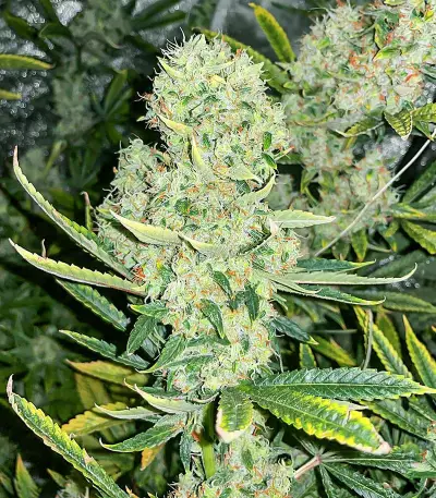 Semi femminizzati Kali Banner (AlphaFem Seeds)