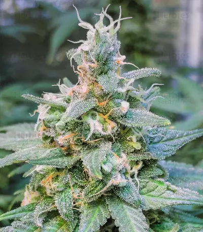 Kiwiskunk Seeds