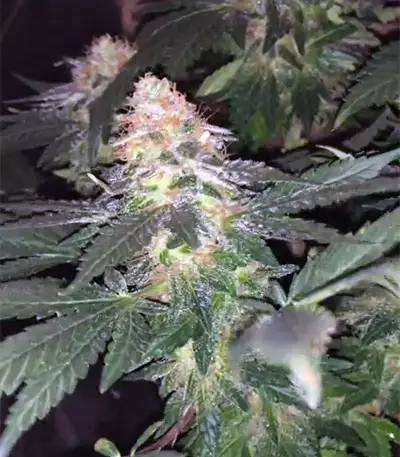 Lemon Venom Seeds