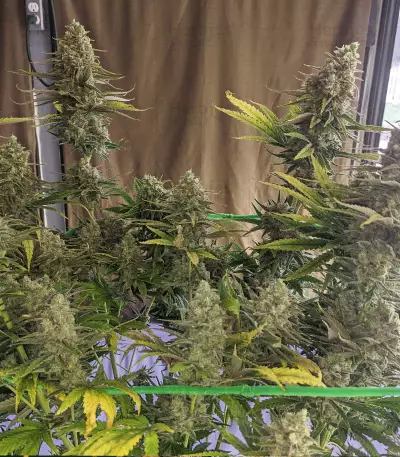 Monster Gelato feminized seeds (Monster Genetics)