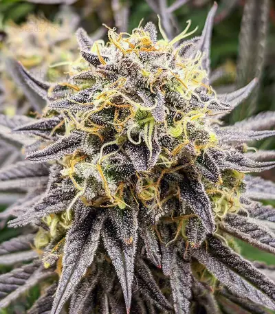 Punch Cookies Seeds (AlphaFem Seeds)