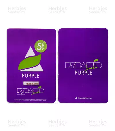 Purple Seeds (Pyramid Seeds)