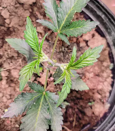 Graines de cannabis Royal Moby (RQS)