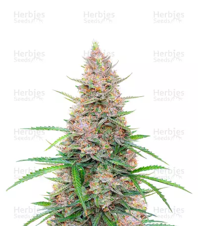 Sementes Feminizadas de Sour Jealousy Auto (Fast Buds)