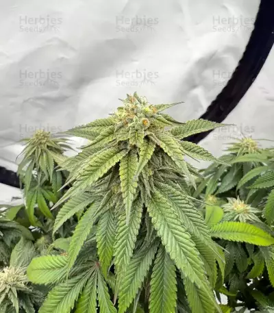 Apple Fritter (Barney's Farm)