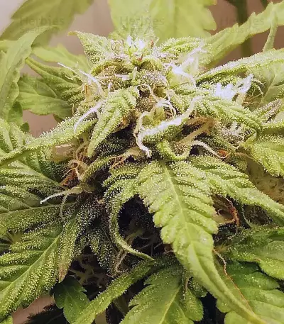 Auto Massassin Seeds
