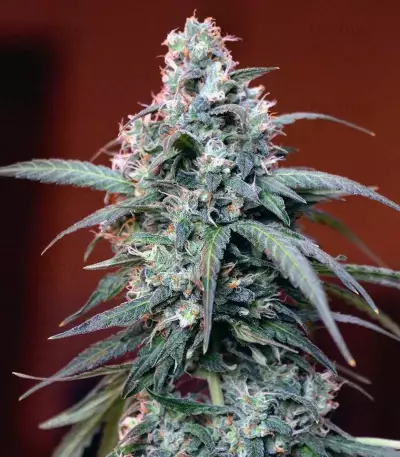 Auto Massassin Seeds