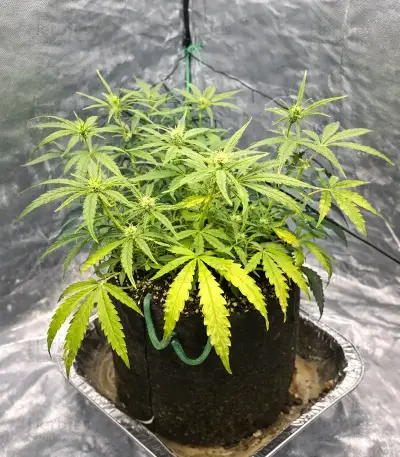 Banana Jealousy Auto RF3 feminisierte Samen (Ethos Genetics)