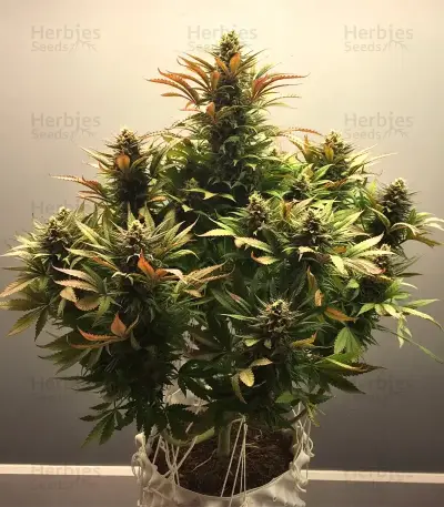 Caramella Auto (Expert Seeds) Seeds