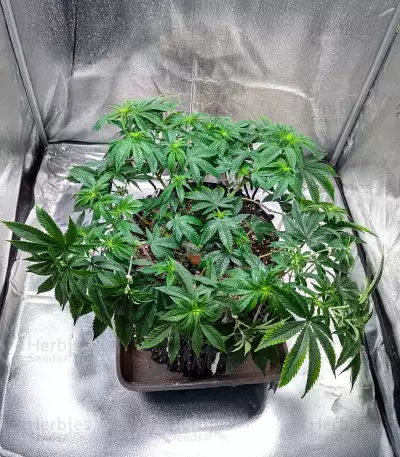 Cherry Pie Auto Seeds