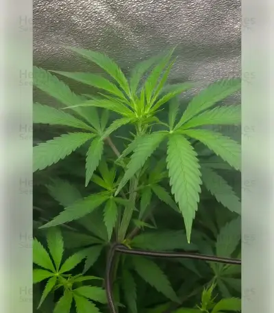 Fat Bastard Seeds