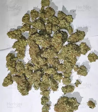 Fugue State Auto Seeds