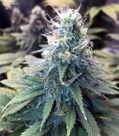 GG#4 Original Glue Seeds (Original Sensible Seeds)