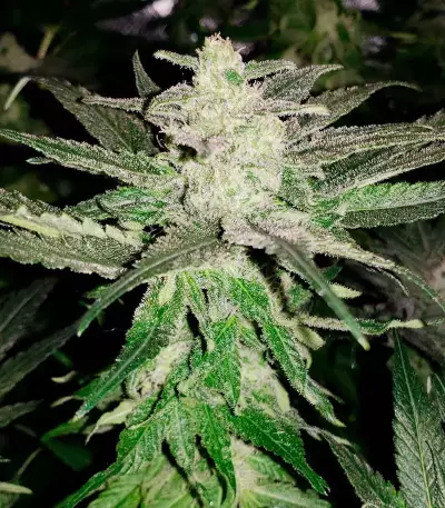 Girl Scout Cookies feminized seeds (Garden of Green)