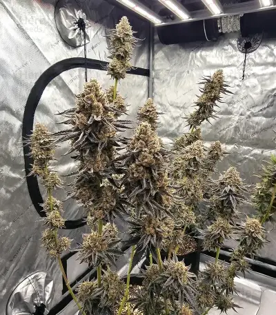 Godzilla Jealousy Seeds